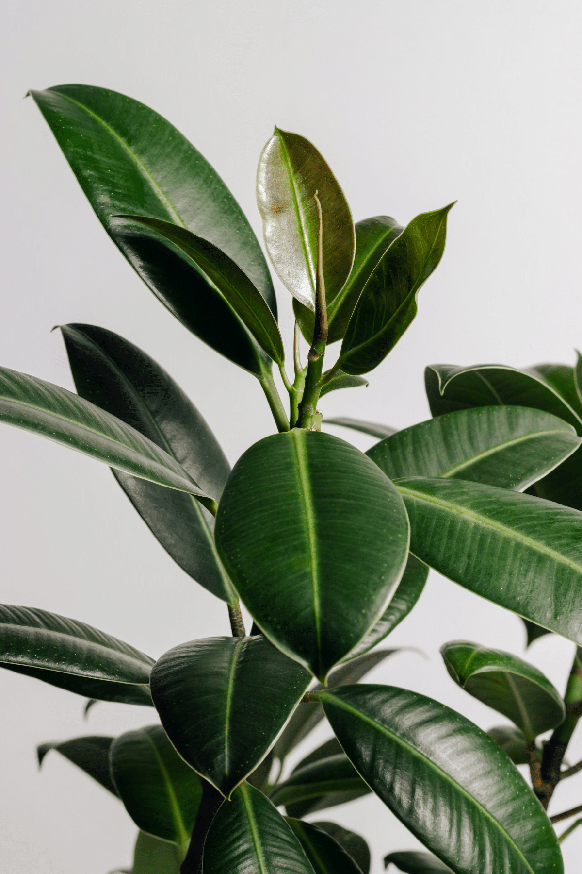 Close-up view of Rubber Fig or Rubber Plant (Ficus elastica).