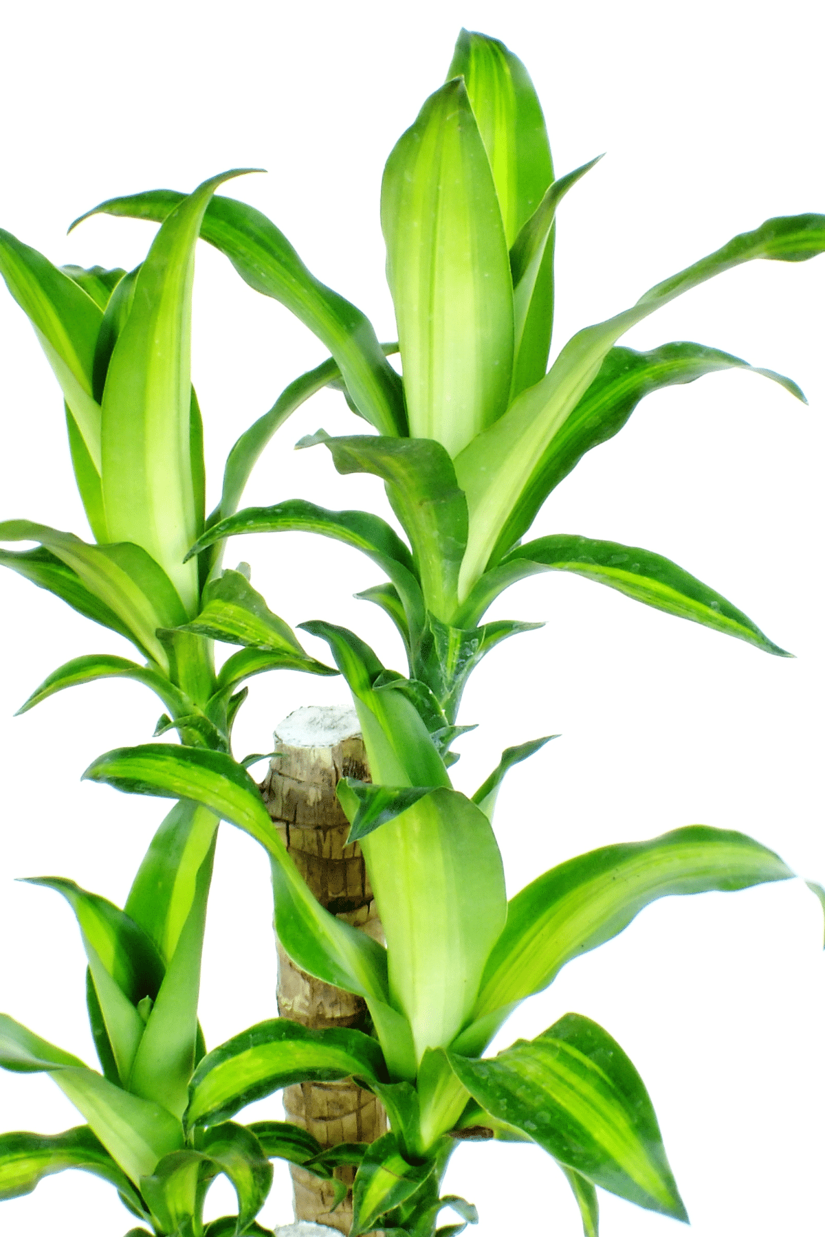 Close-up view of Corn Plant (Dracaena fragrans).