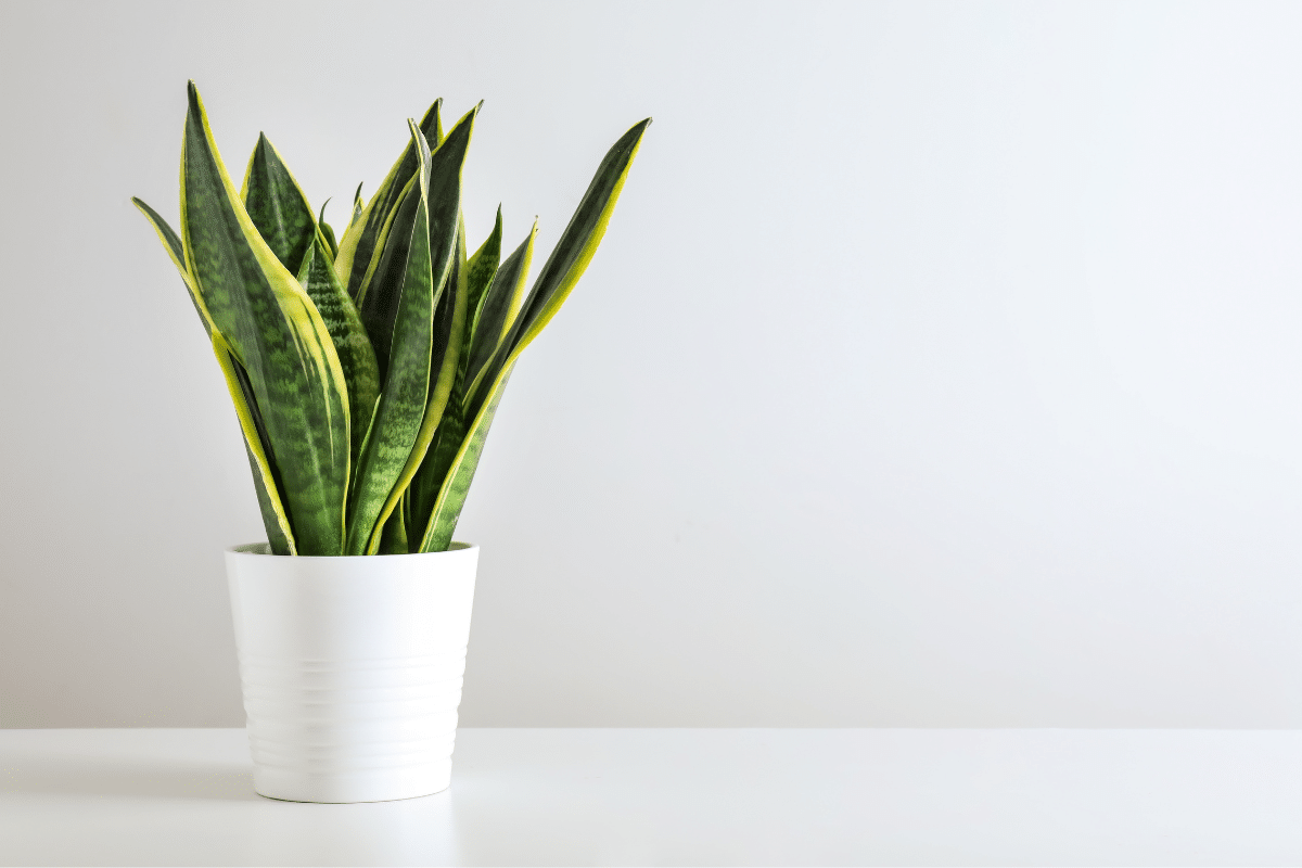 Snake plant in a white pot.