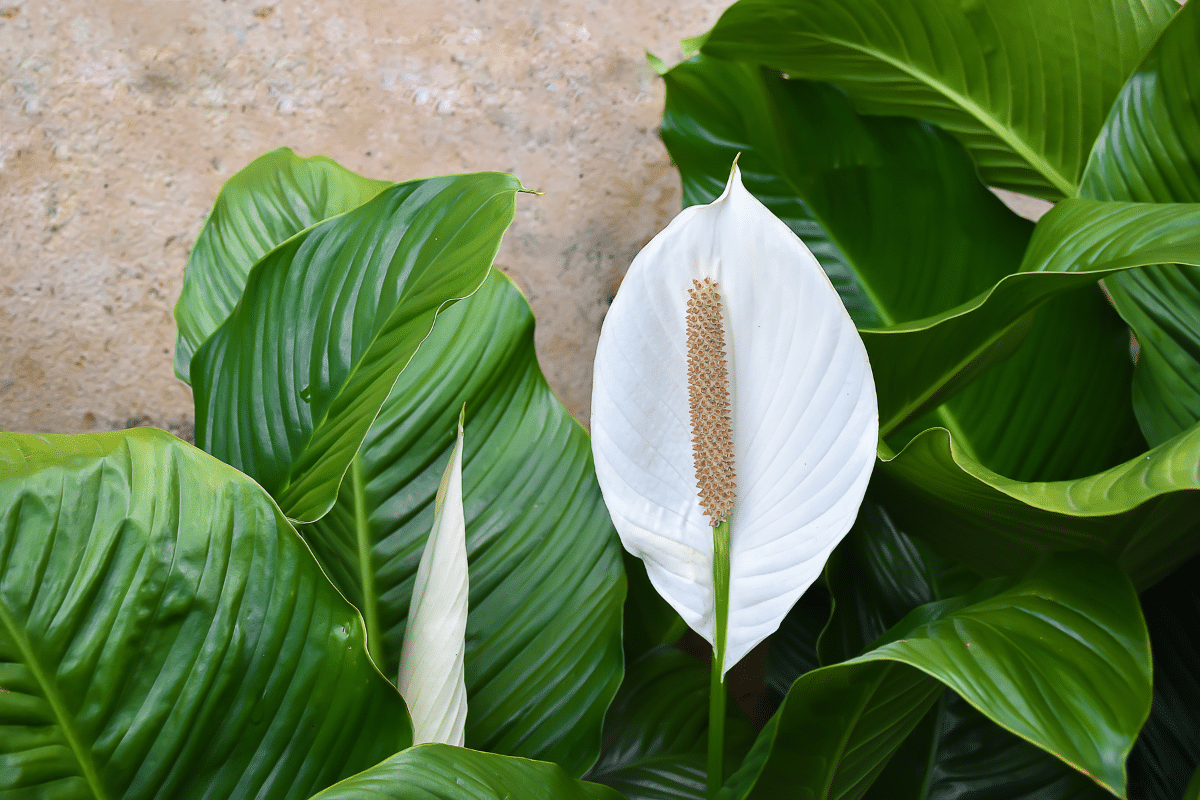 Close-up view of Peace Lily.