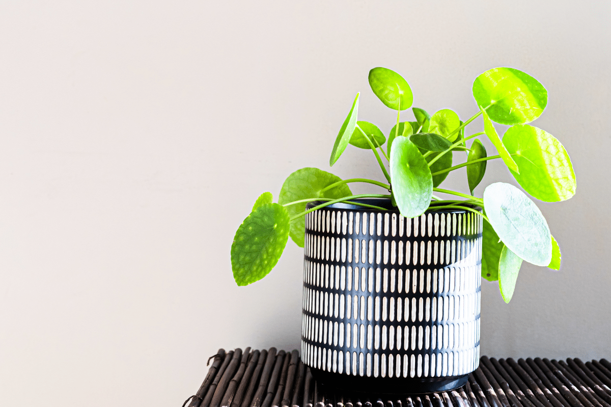 Close-up view of money plant in an elegant pot.