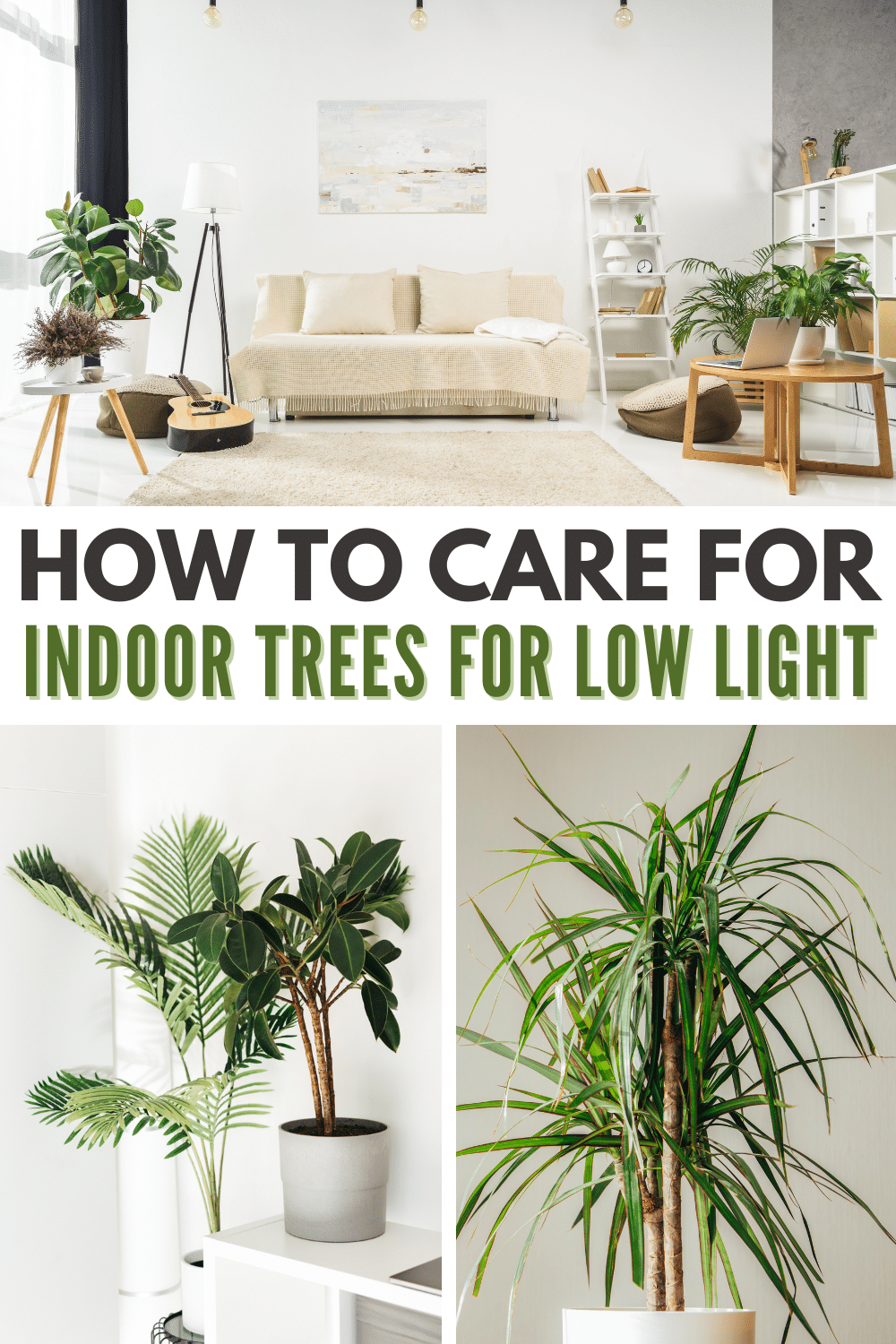 3 images of indoor trees with title text How to care for indoor trees for low light.