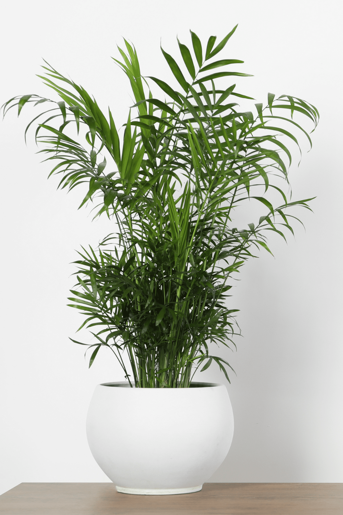 Parlor Palm (Chamaedorea elegans) in a white pot.