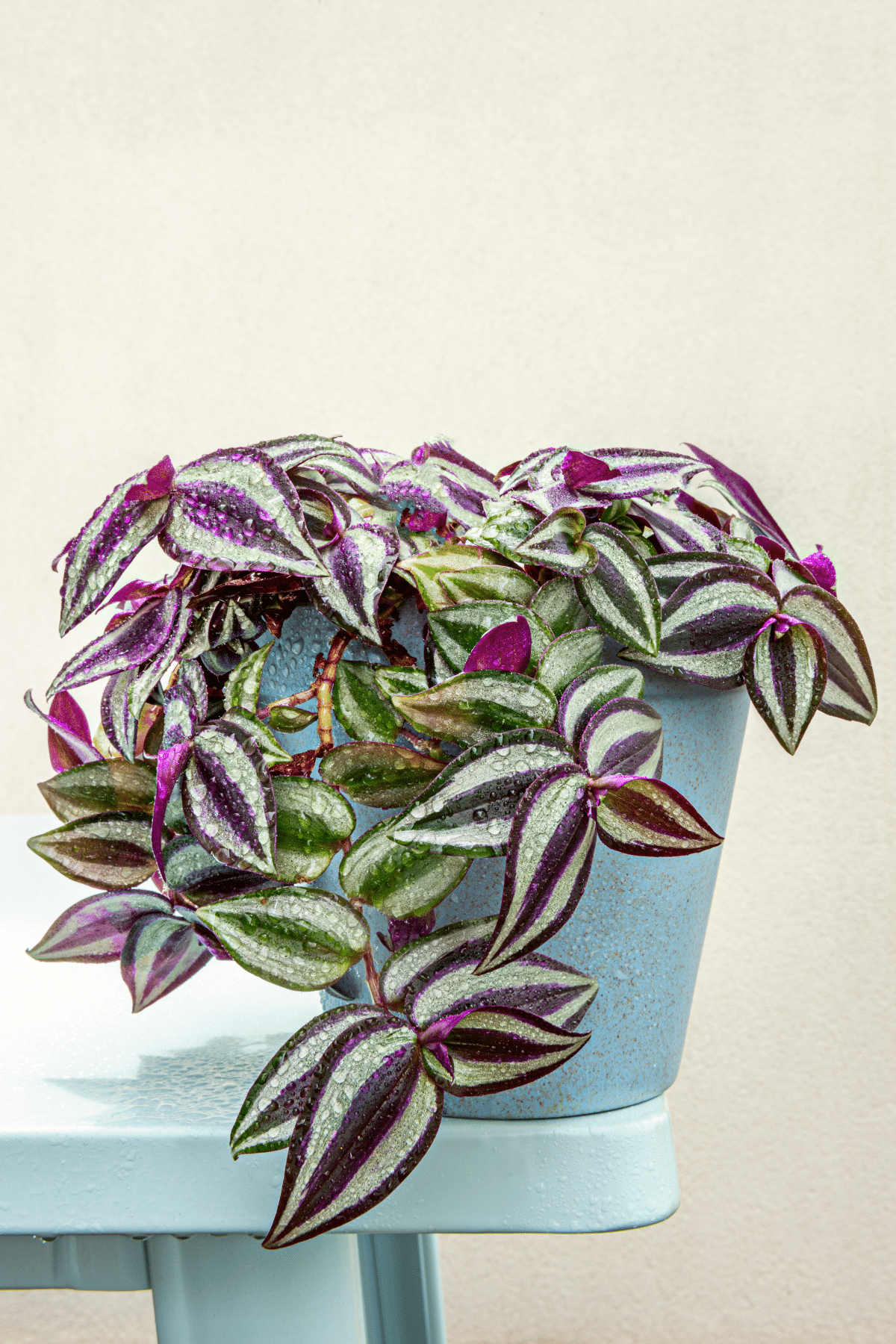Vibrant Wandering Jew Plant in a blue pot sitting on a blue table.