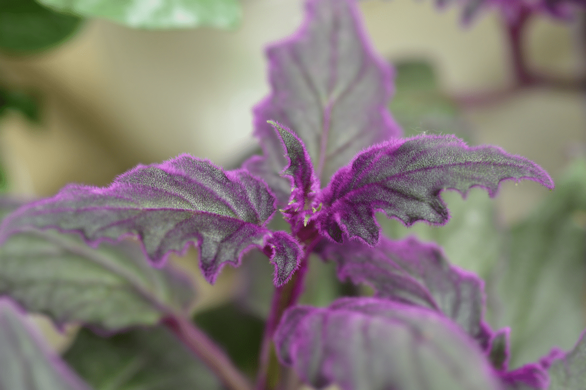 Close-up view of Purple Passion Plant.