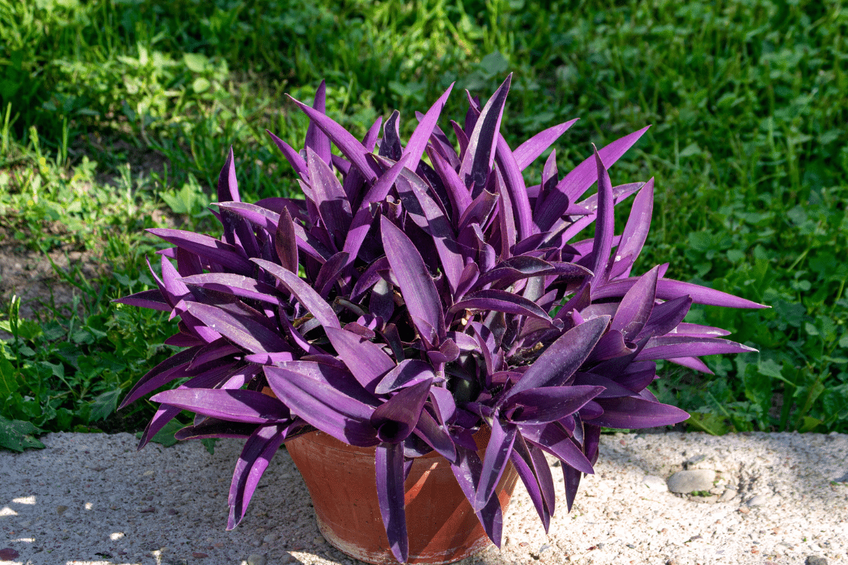 Purple Heart Plant in a pot.