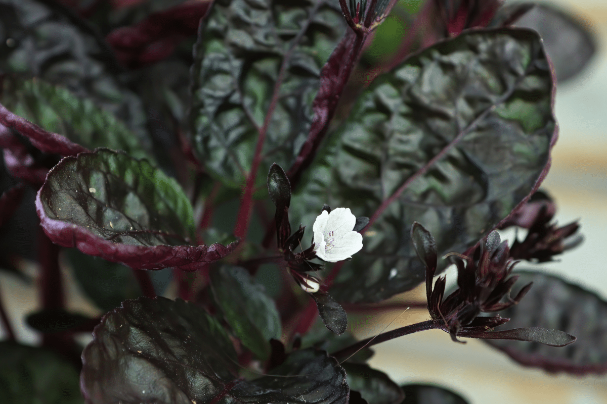 Close-up view of Purple Waffle Plant.