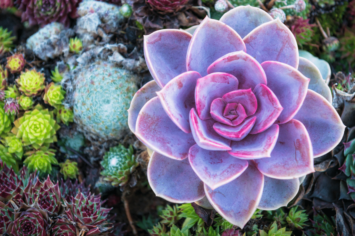 Close-up view of Purple Pearl Succulent.