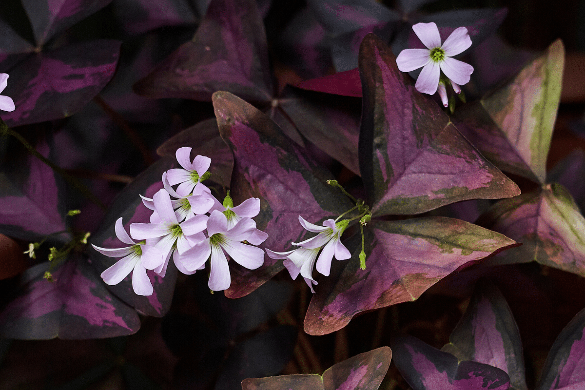 Close-up view of Purple Shamrock plant with beautiful flowers.