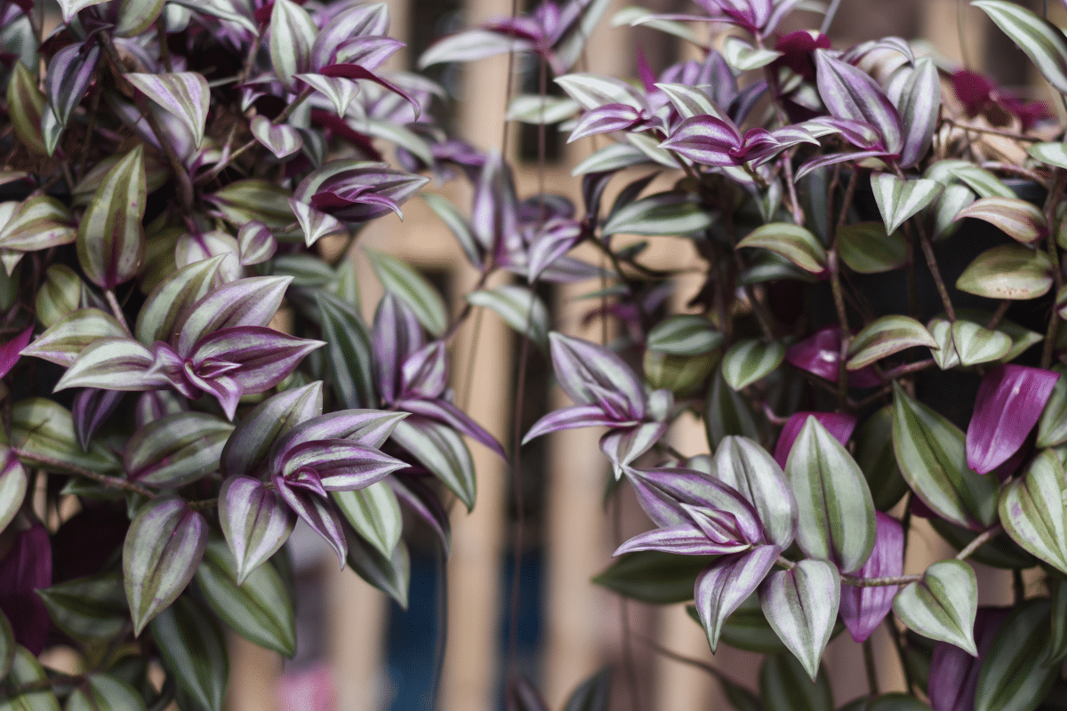 Close-up view of hanging Wandering Jew Plant.