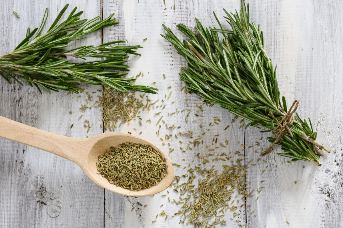 Dried rosemary on a wooden spoon. with fresh rosemary on the side.