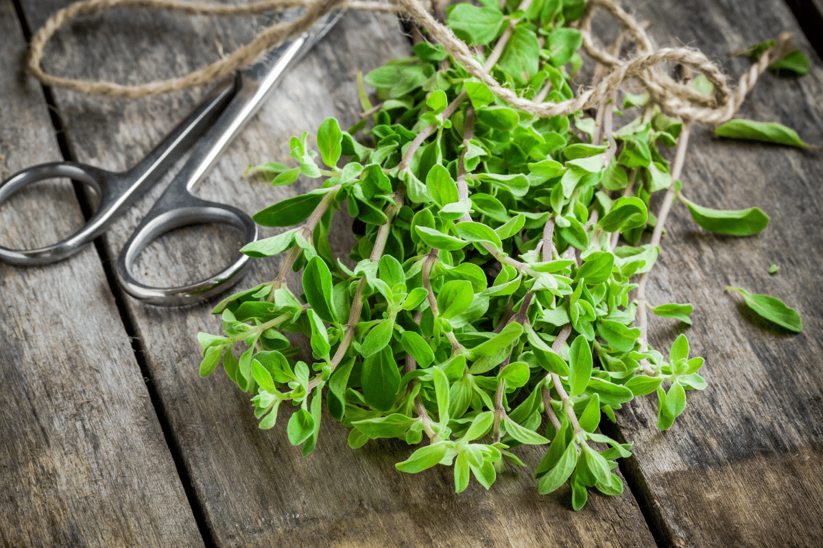 Fresh Marjoram on a wooden table, with scissors on the side.