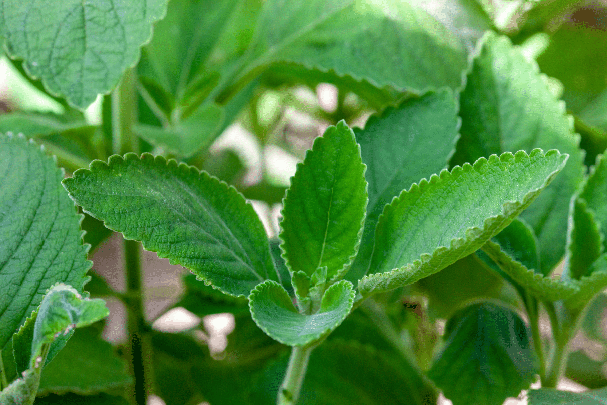 Close-up view of boldo leaves.