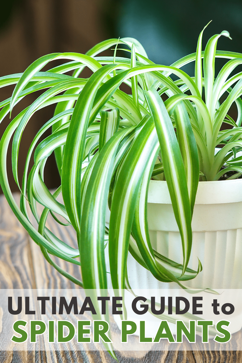 Ultimate Guide to Spider Plants image.