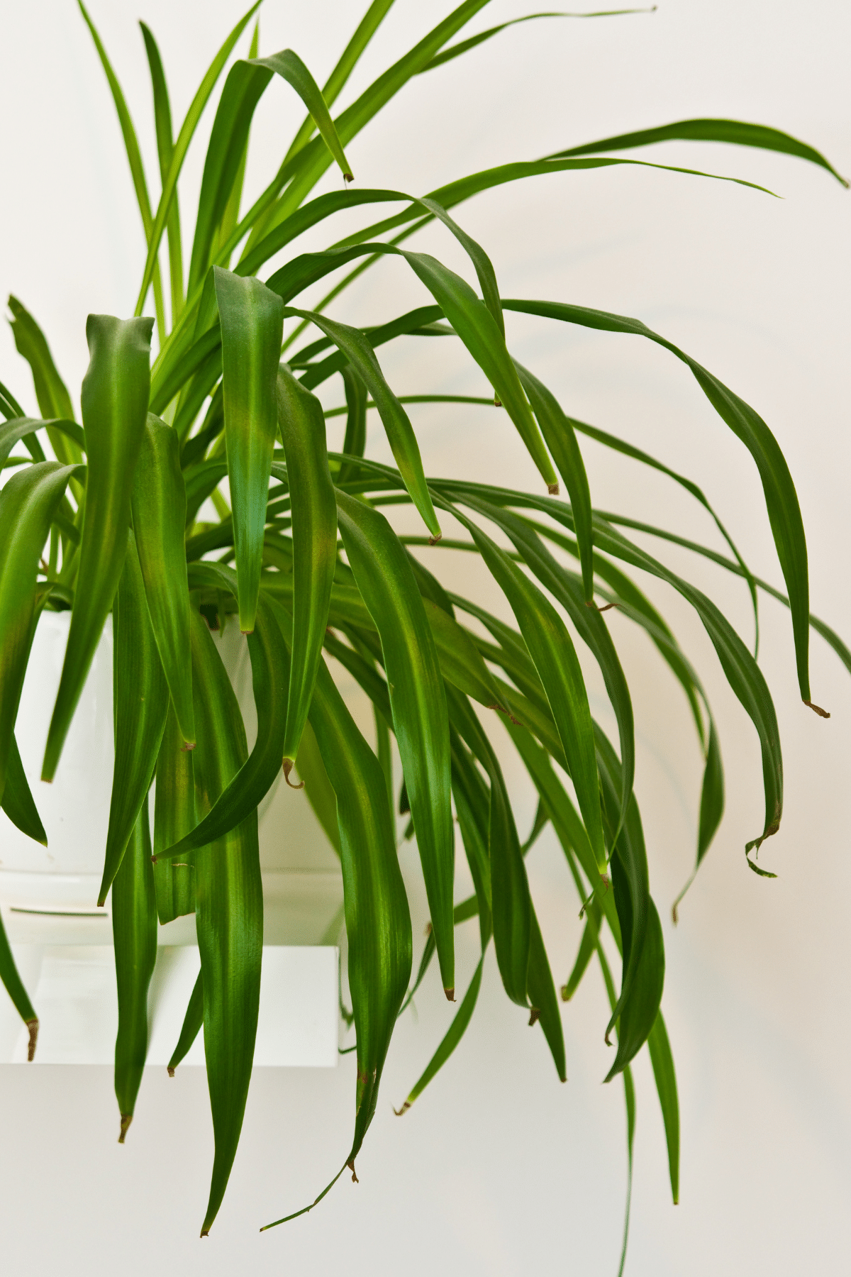 Heirloom Green Spider Plant in a white pot.