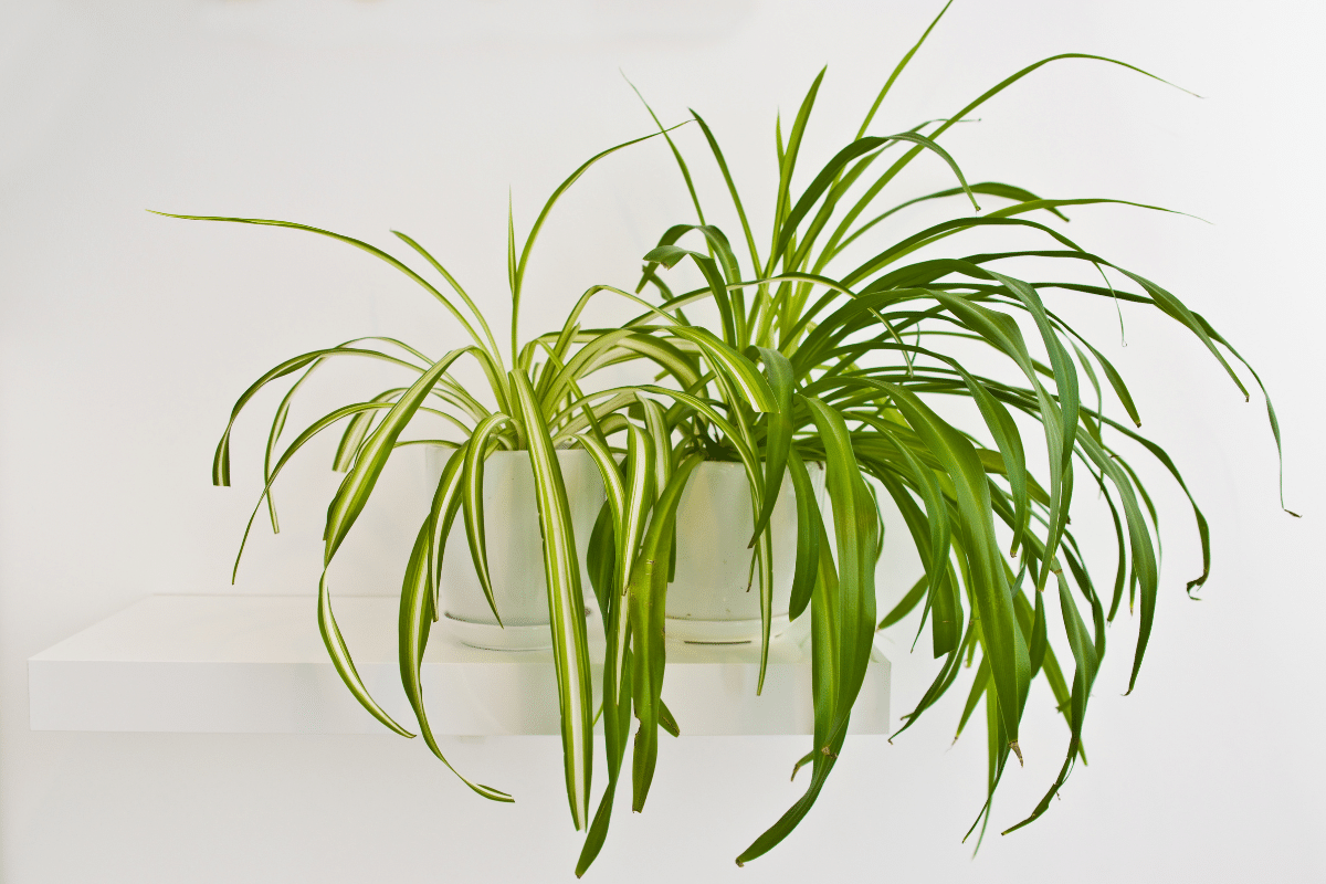 Vittatum Spider Plant and Heirloom Green Spider Plant in white pots.