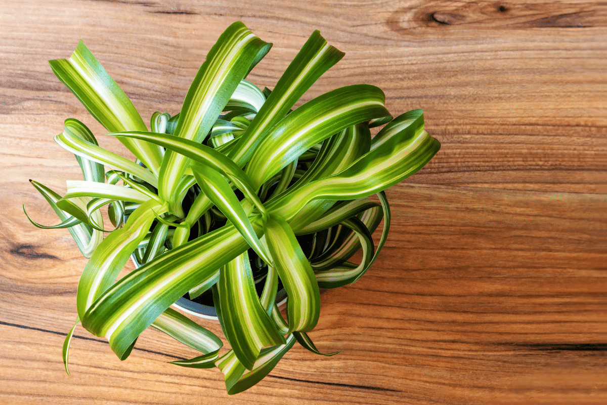 Overhead view of Bonnie Spider Plant on a wooden table.