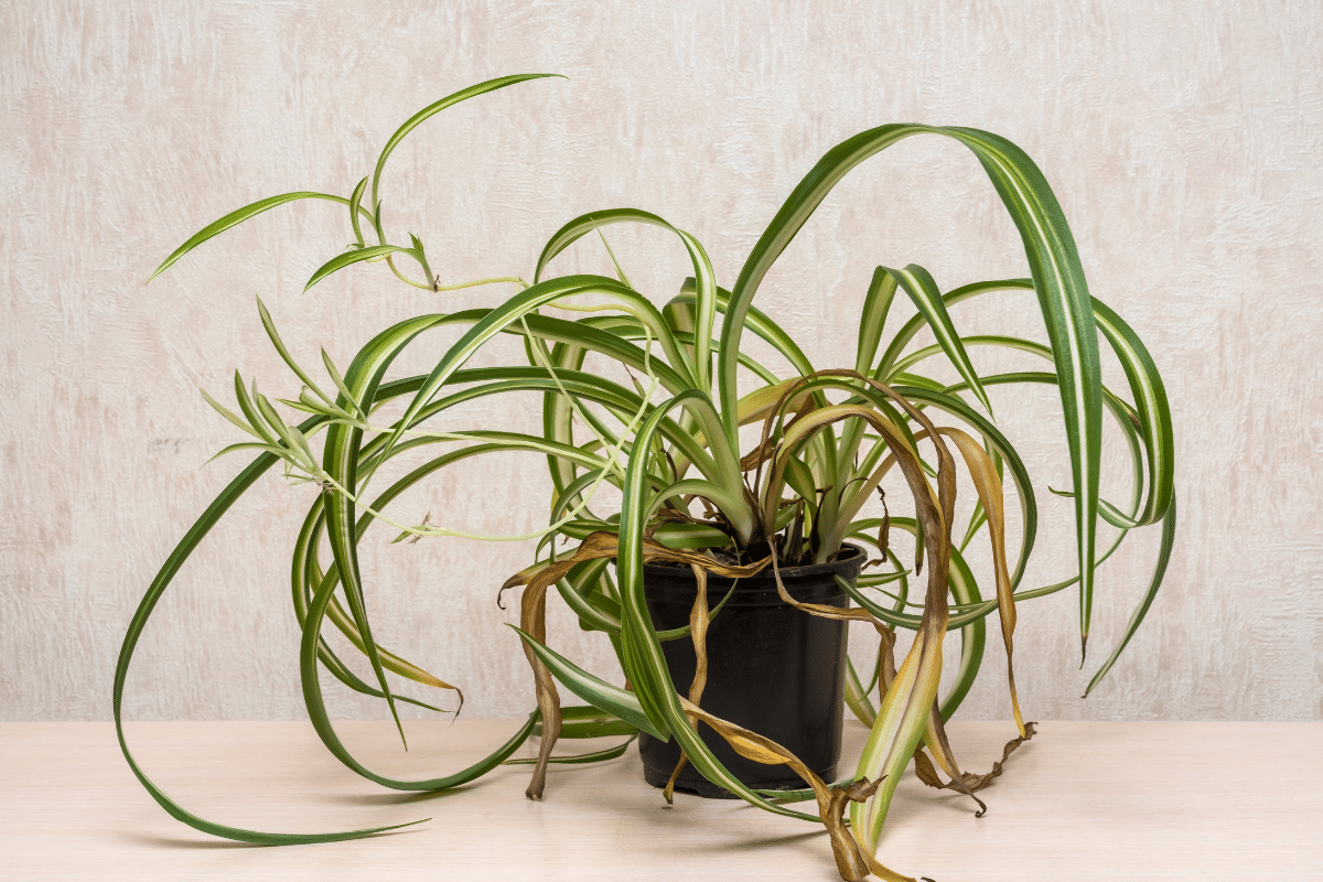 Spider plant in a black pot with brown leaves.