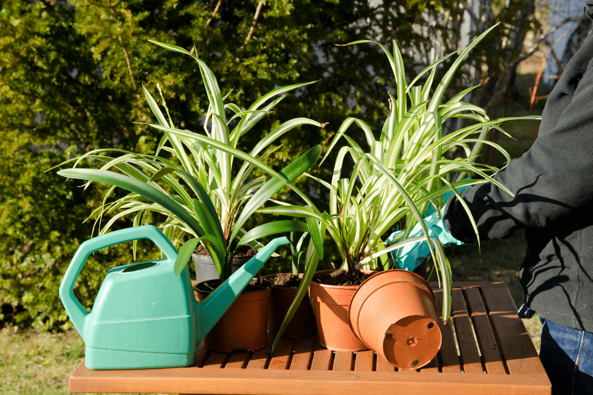 A man fixing the spider plants in a brown pot.