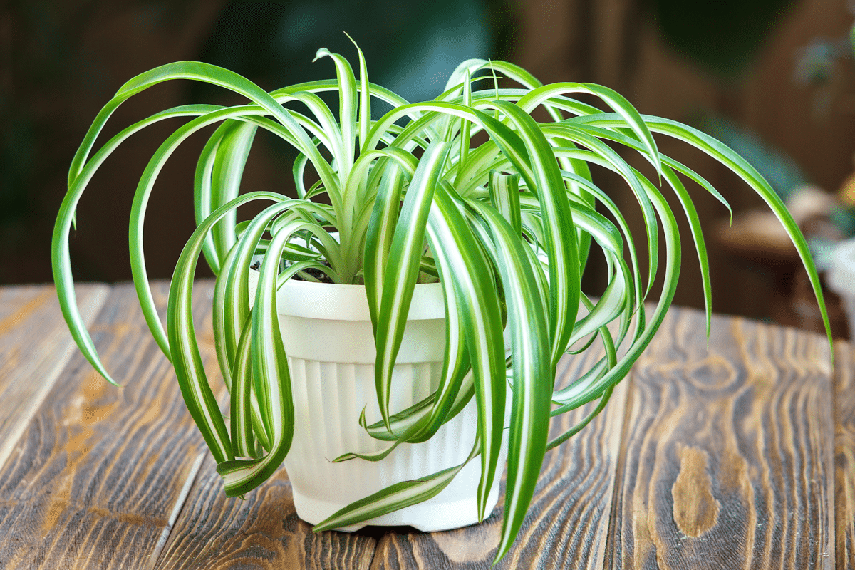 A beautiful spider plant in a white pot on a wooden table.