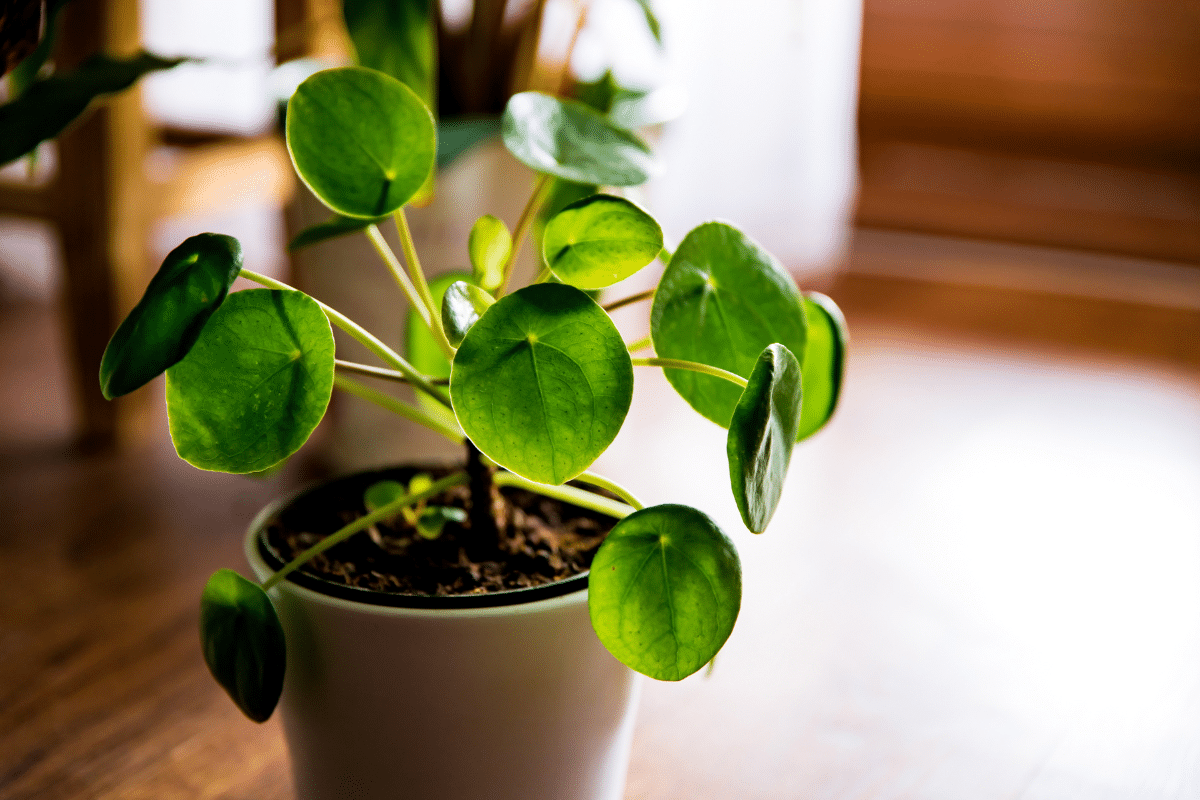 A money plant in a white pot on a wooden floor.