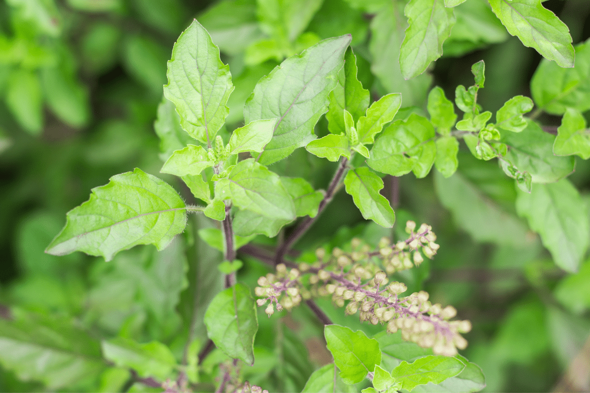 A close up of a holy basil plant with green leaves.