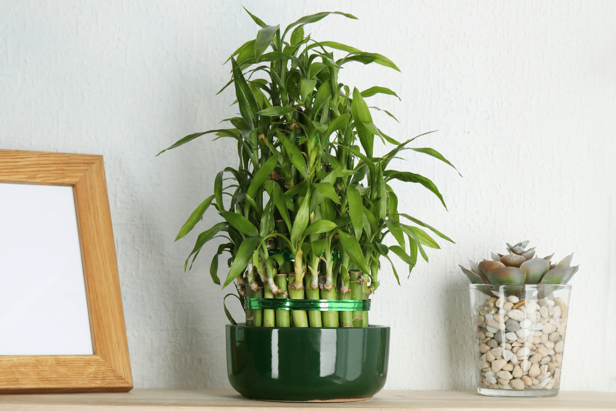 A green pot with a bamboo plant on a shelf, suitable as a Vastu plant for home.