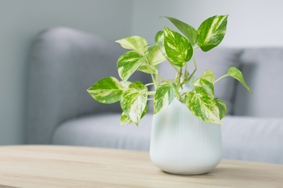 A Vastu plant in a white vase enhances positive energy in your home.