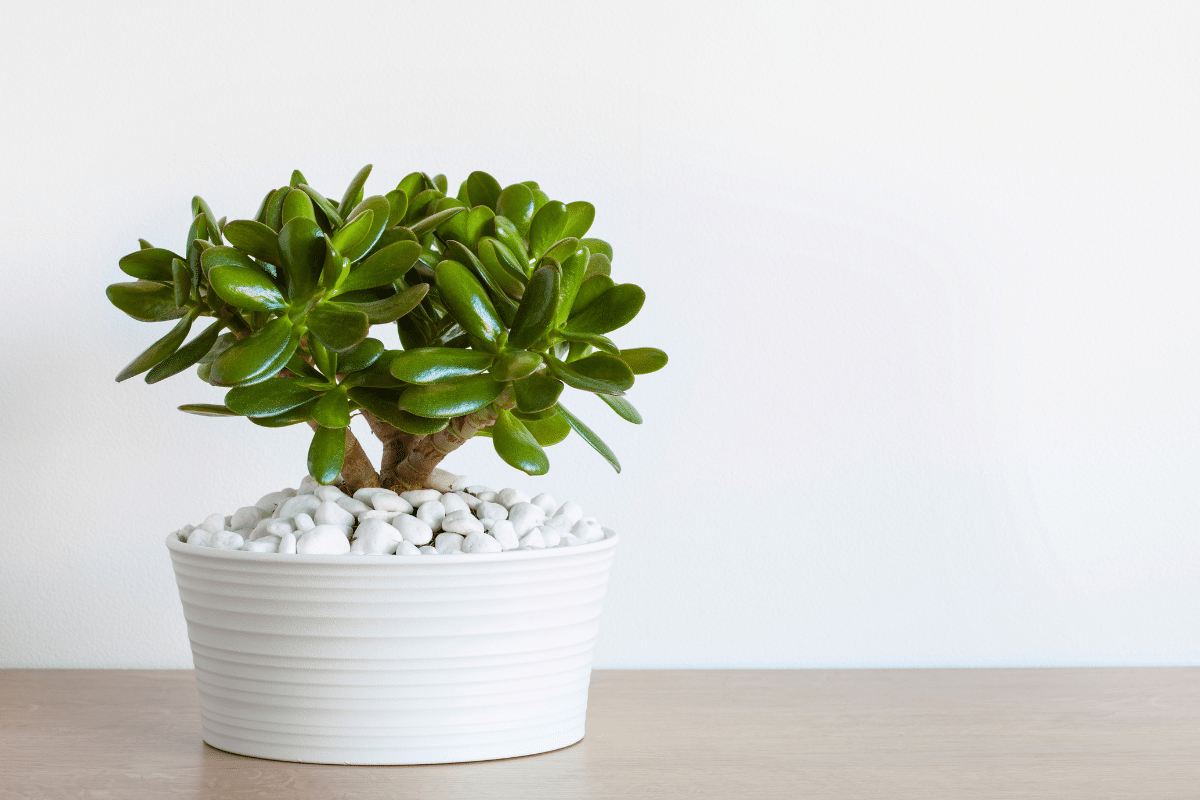 A Vastu jade plant in a white pot on a wooden table.