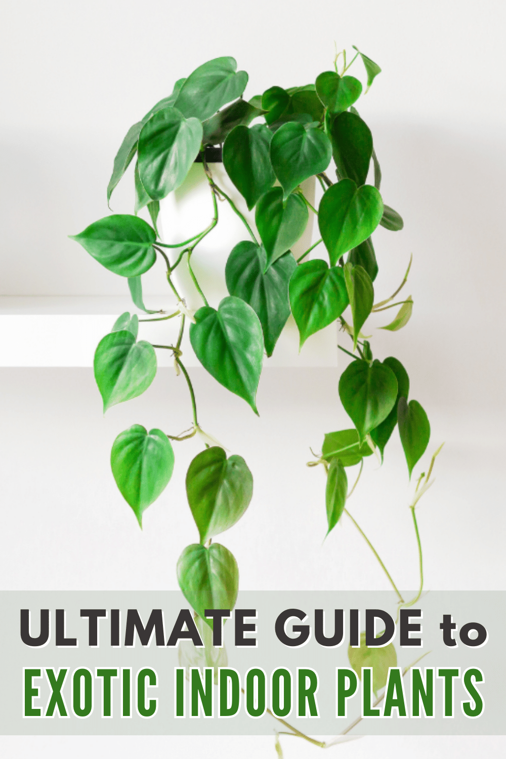 The ultimate guide to exotic indoor plants.