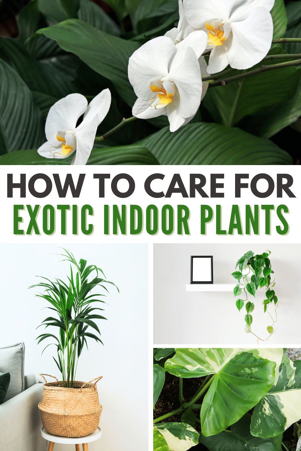 A collage of 4 images of plants with title text reading How to Care for Exotic Indoor Plants.