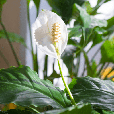 A white peace lily plant with green leaves, one of the best exotic indoor plants.