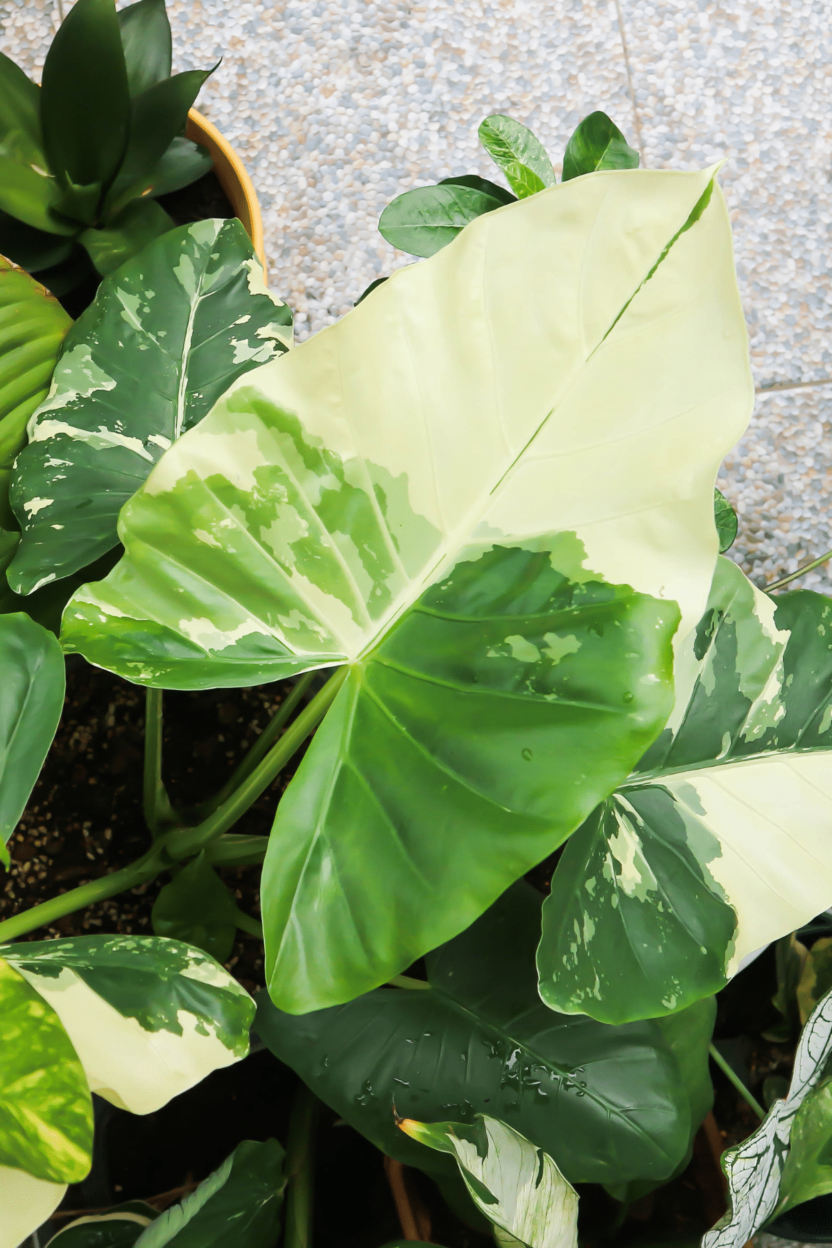 Close-up view of Variegated Alocasia on a concrete surface.