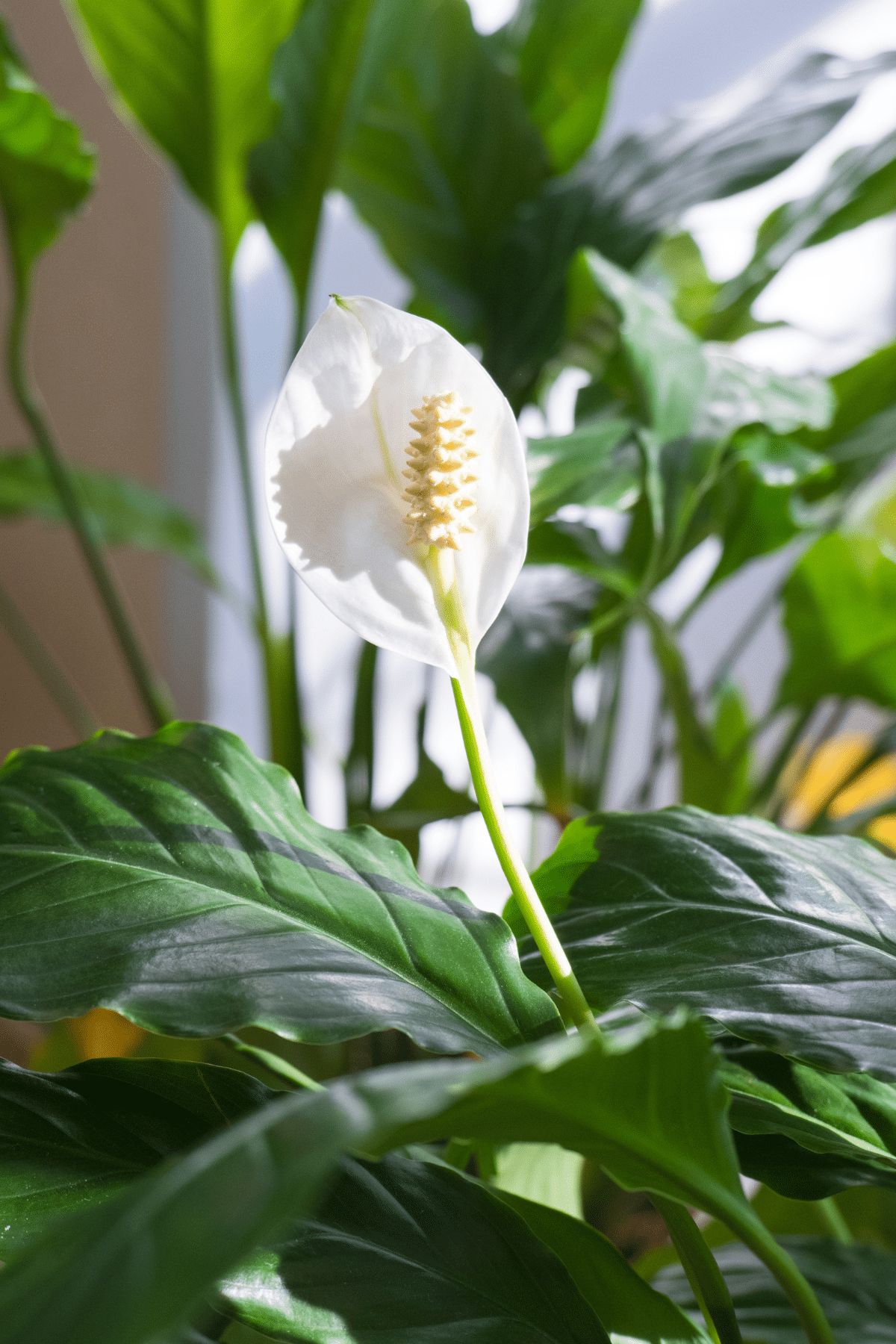 Close-up view of peace lily, perfect for exotic indoor settings.
