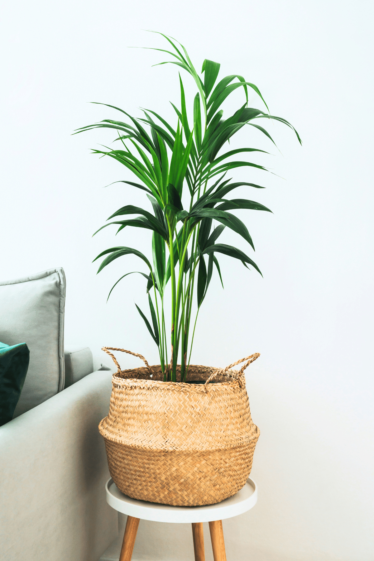 Kentia Palm (Howea Forsteriana) plant in a wicker basket on a table in a living room.
