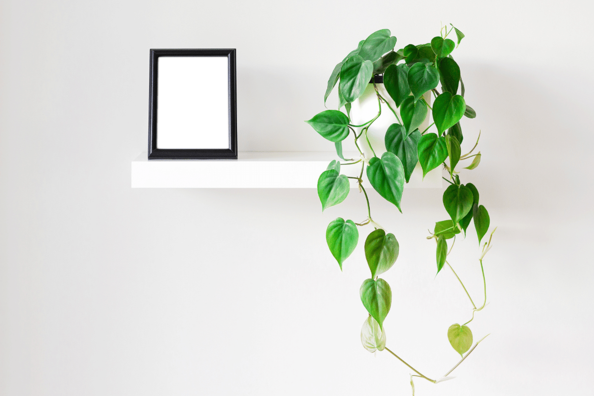A white shelf displaying philodendron hederaceum plant, with a blank frame.