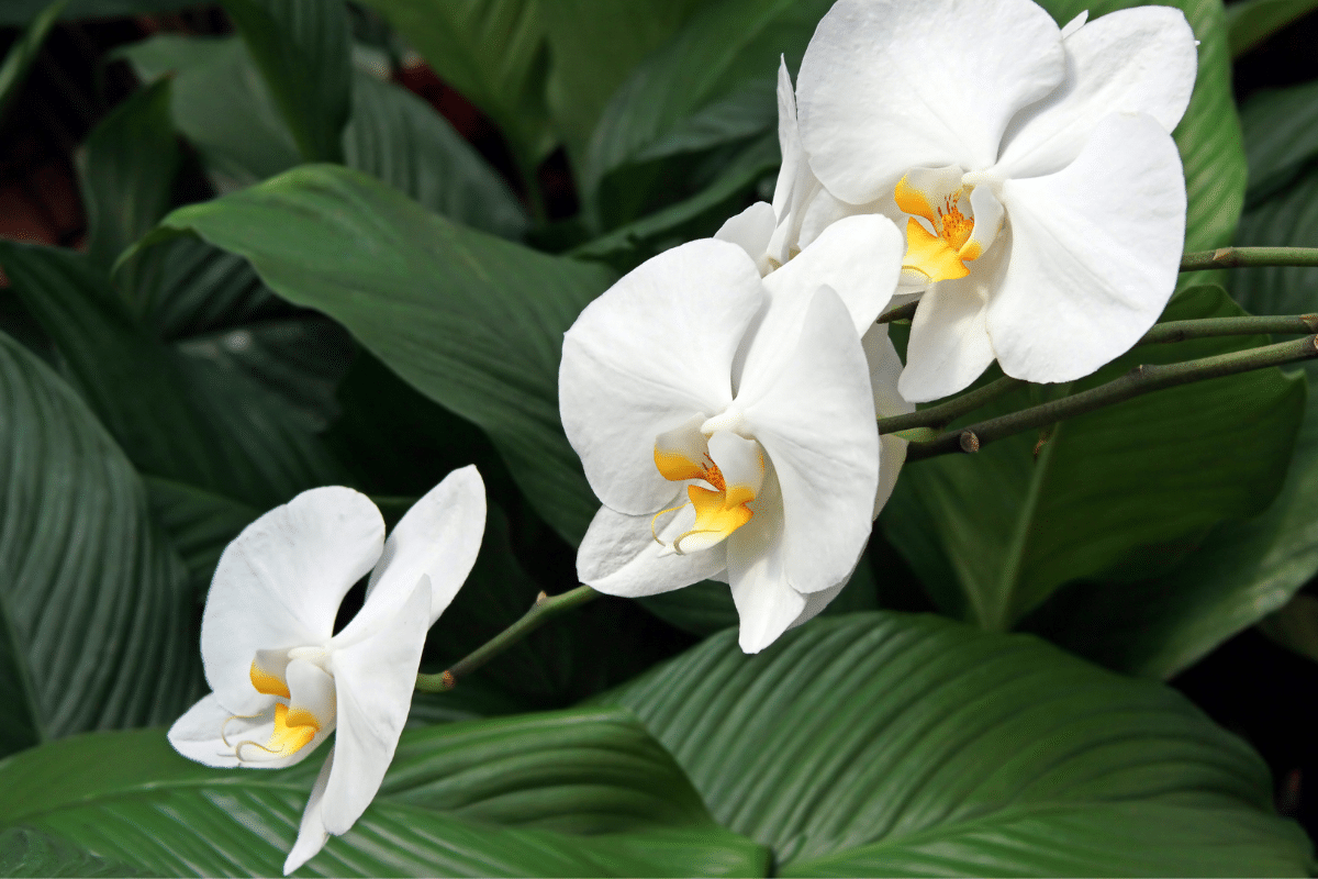 A branch displaying three white orchids with green leaves, making them the best exotic indoor plants for any space.