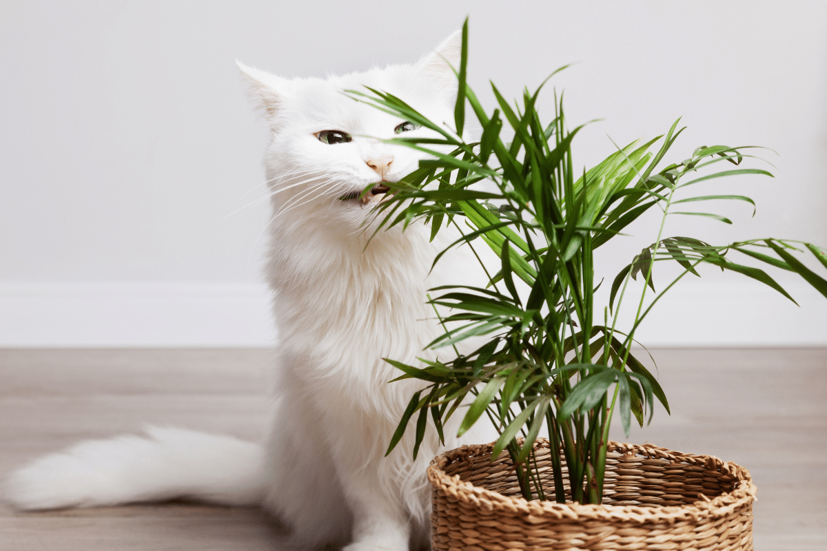 A white cat is sitting next to a wicker basket with a kentia palm plant.