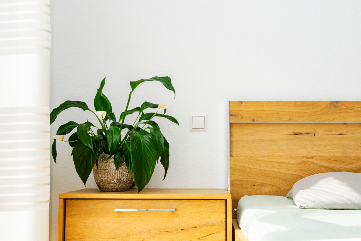 A wooden bedside table adorned with a vibrant peace lily plant.
