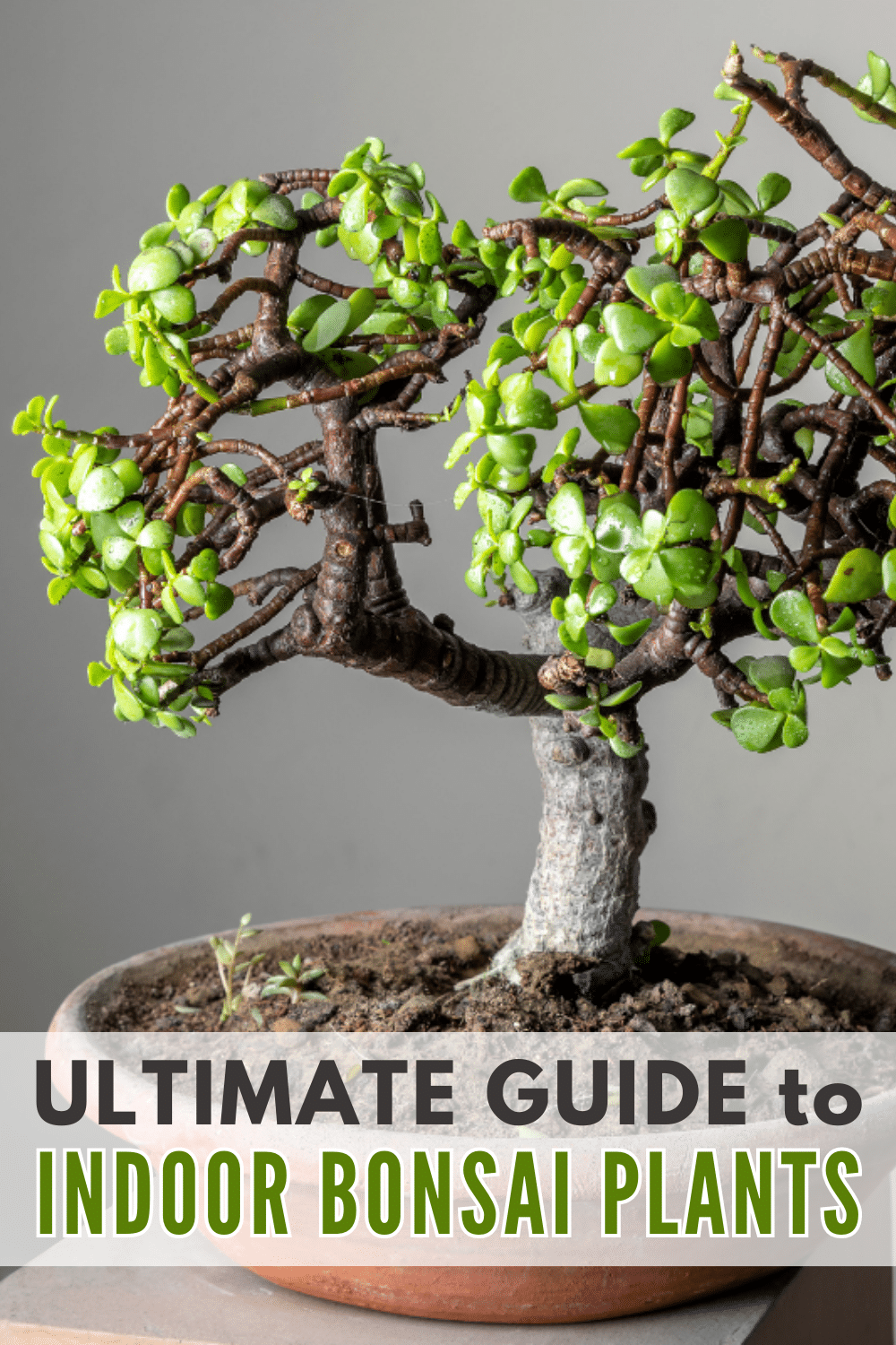 The definitive handbook for nurturing indoor bonsai plants.