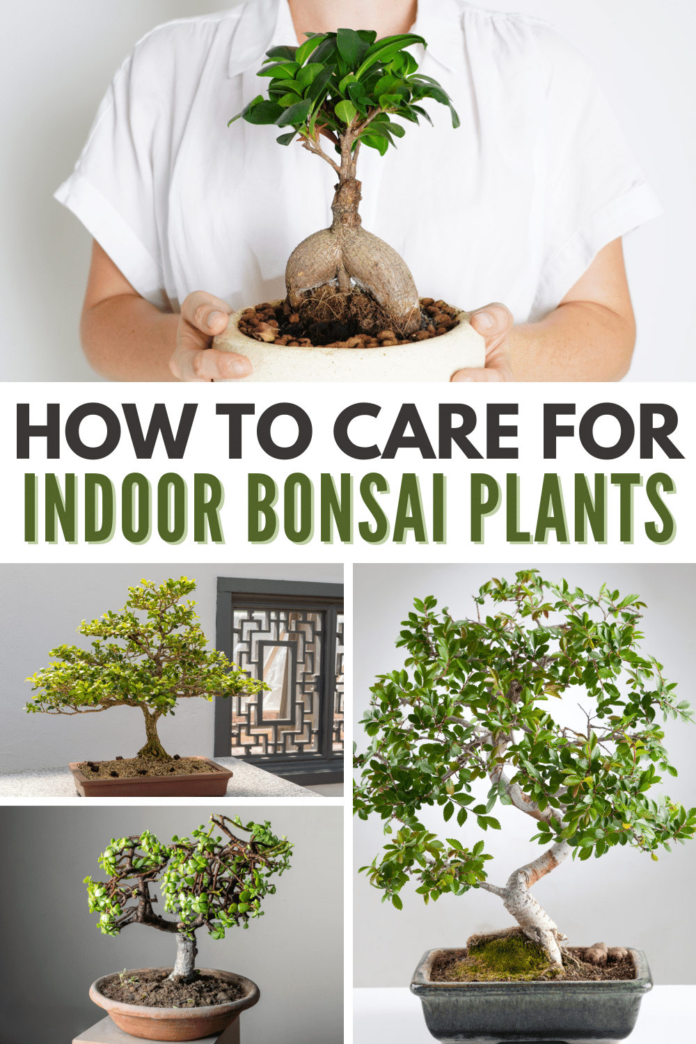Collage of 5 images of plants with title text How to care for indoor bonsai plants