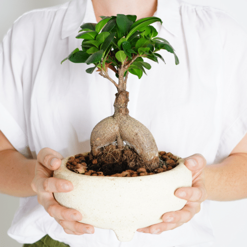 A woman showcasing an indoor bonsai tree in a white bowl.