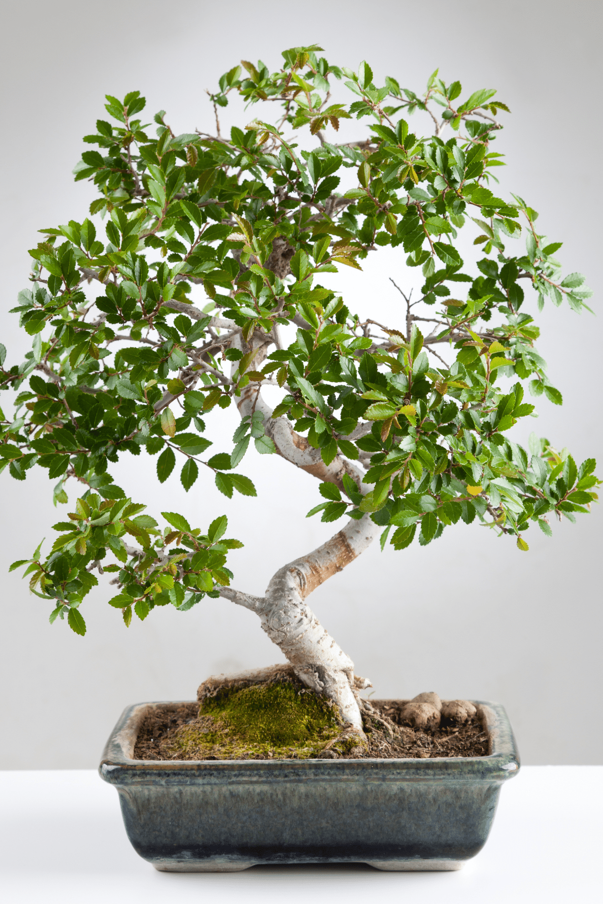 Chinese Elm Bonsai in a blue pot on a white background.