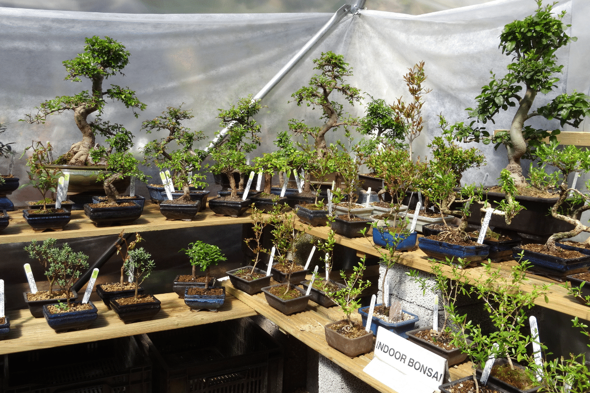 A display of indoor bonsai plants.
