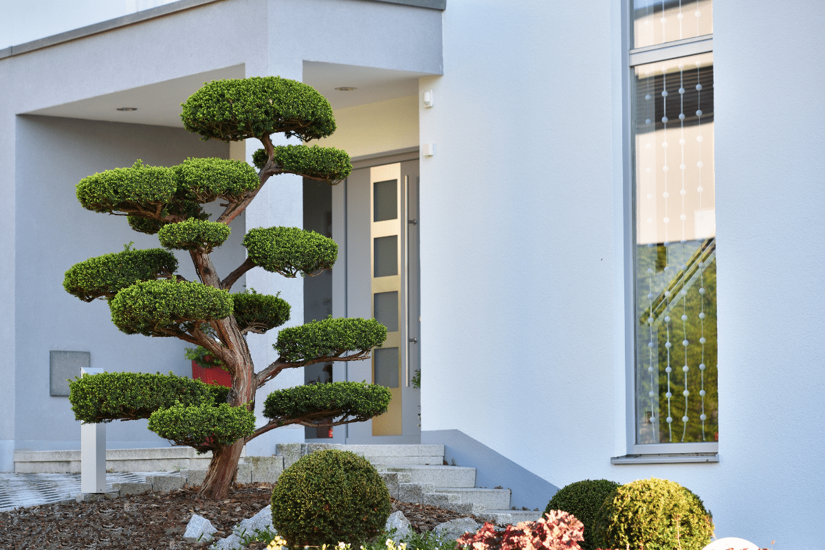 An outdoor bonsai tree positioned in front of a house.