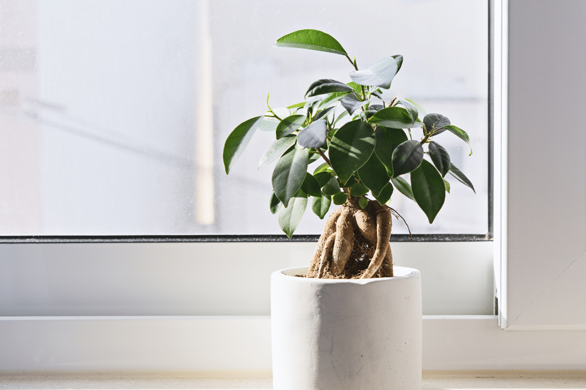 A Ficus bonsai plant in a white pot on a window sill.
