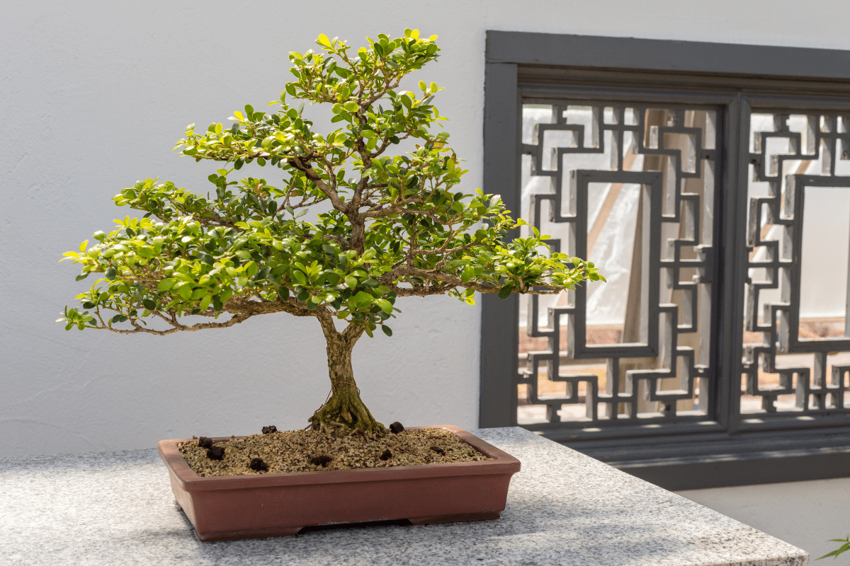 Boxwood bonsai plant displayed in a pot near a window.