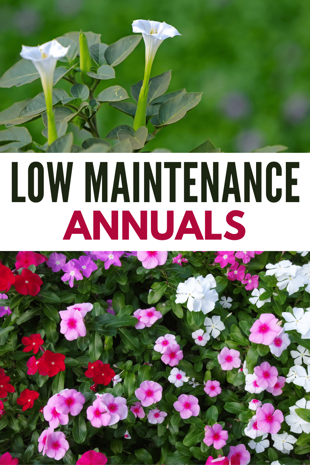 Low maintenance annuals.