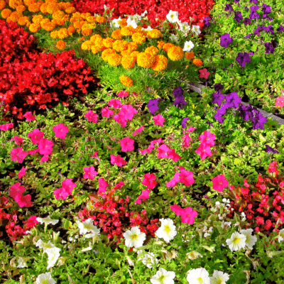 Colorful low maintenance annual flowers in a flower bed.