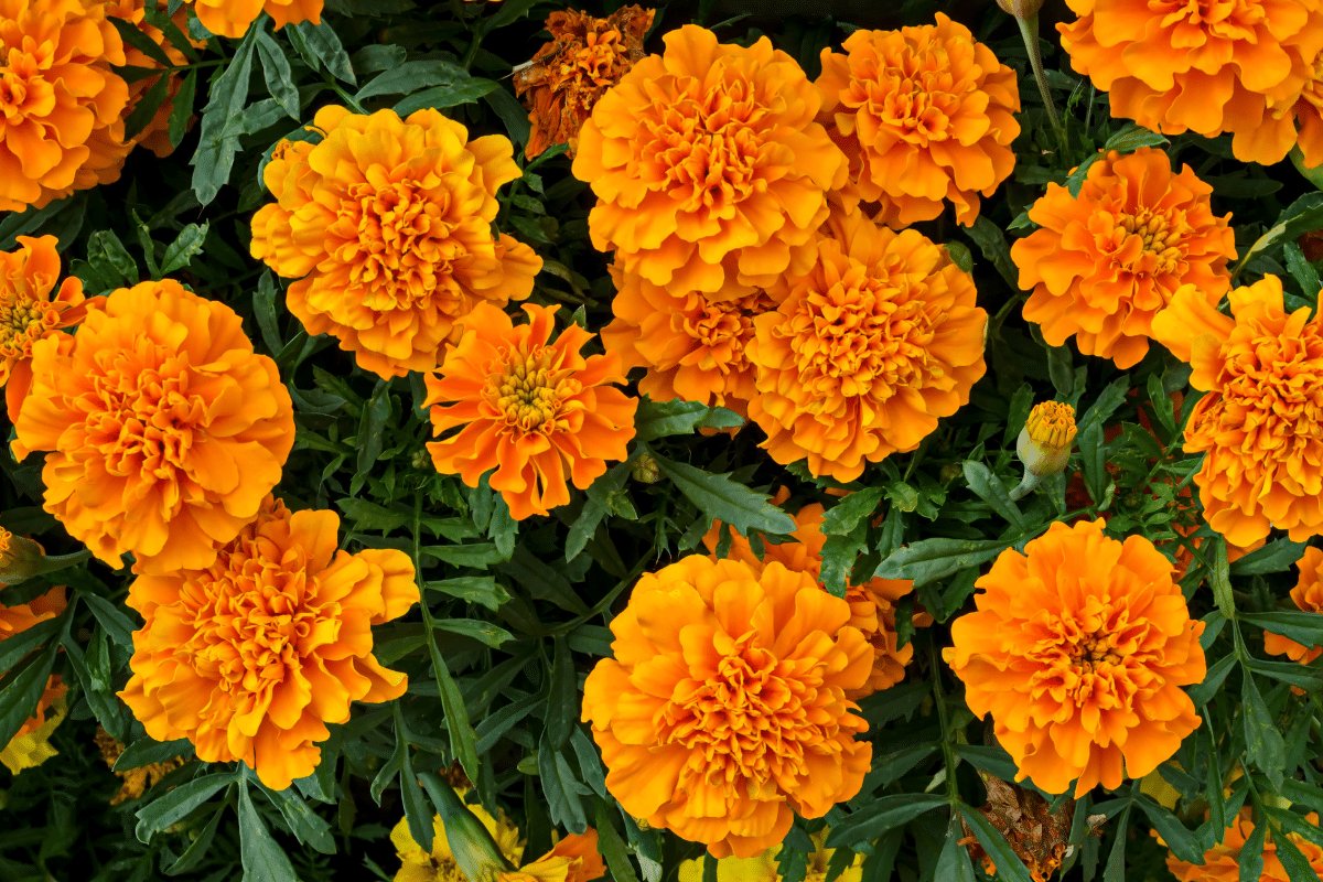 A bunch of marigolds flowers in a garden.